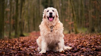 Golden Retriever Dog Sitting Autumn Foliage