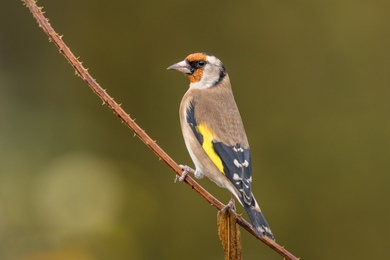 Goldfinch Bird