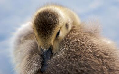 Goose Baby Image