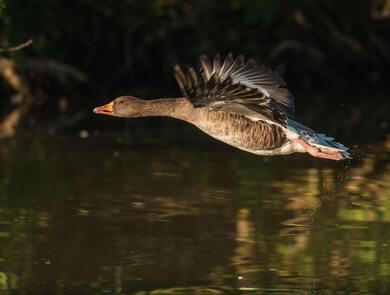 Goose Bird Flying Photo