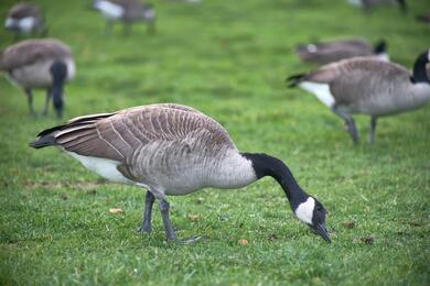 Goose Bird Group Eating Grass