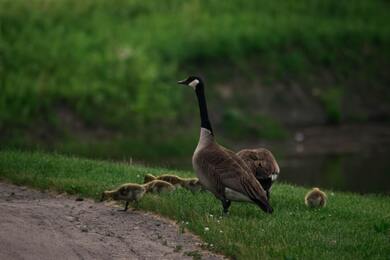 Goose Birds With Babies