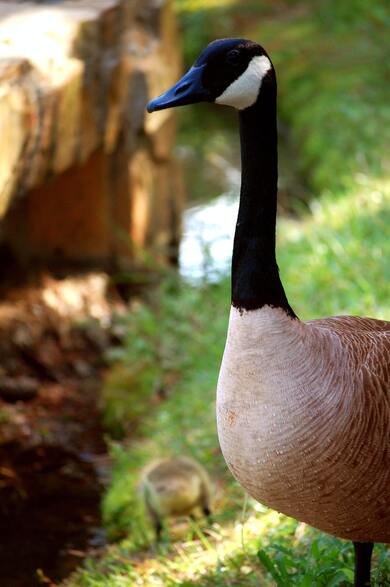 Goose Close Up Mobile Photography