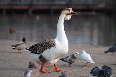 Goose Drake Male Bird Sitting Near River