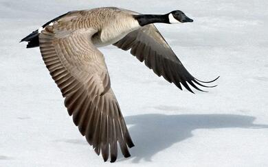 Goose Flying Closeup Image