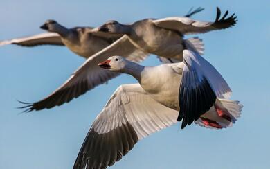 Goose Flying on Sky