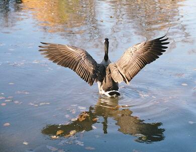 Goose Ready to Fly