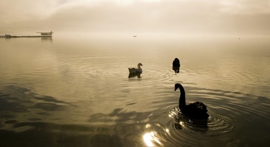 Goose Swim at Sunshine Time