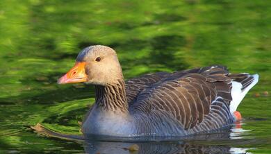 Goose Swimming in Lake