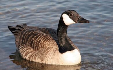 Goose Swimming on Lake