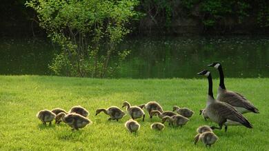 Goose with Cute Child Amazing Image