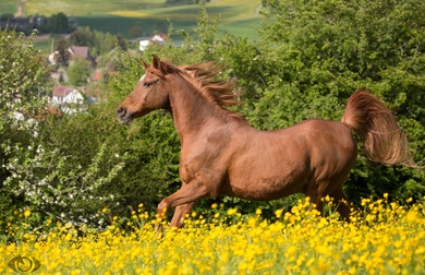 Gorgeousness of Animal Running Horse