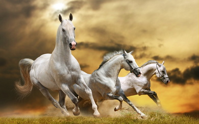 Graceful Horses Pics