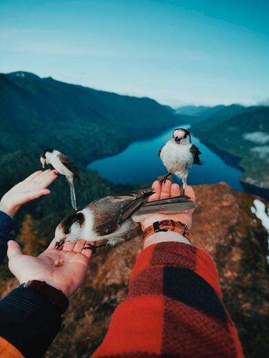 Gray Jay Bird Sitting on Hand