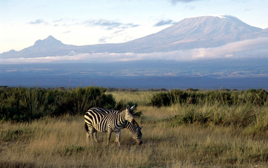 Grazing Zebras