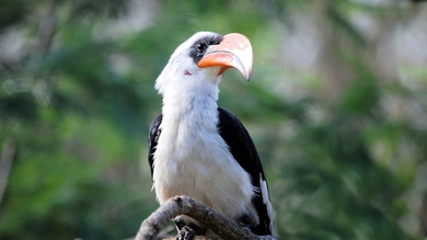 Great Hornbill Bird 4K