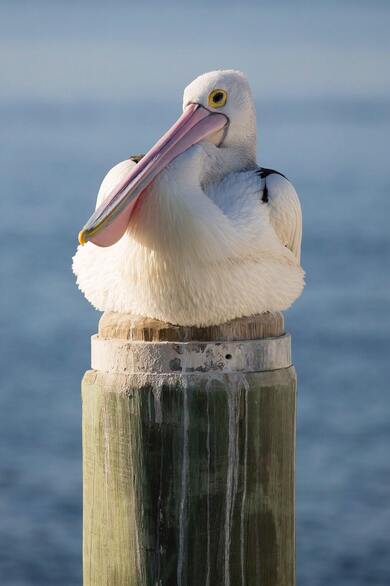 Great White Pelican Bird on Wooden Post
