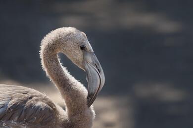 Greater Flamingo Bird 5K Wallpaper