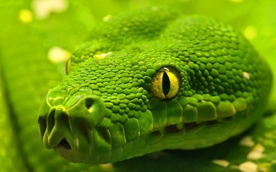 Green Anaconda Snake Wallpaper