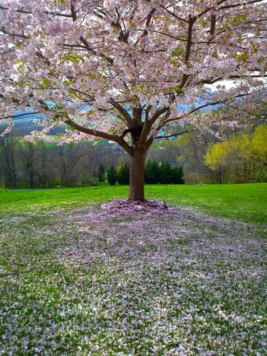 Green And Pink Leaf Tree in Green Grass Open Field During Day Time