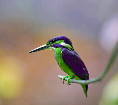 Green and Purple Kingfisher Bird