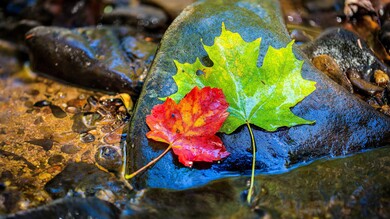 Green And Red Leaf 8K