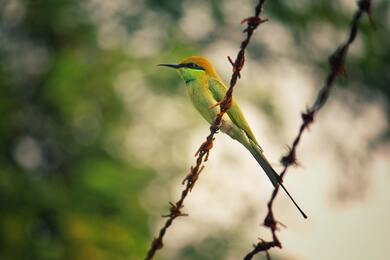 Green Bee Eater Bird Sitting on Fence 5K