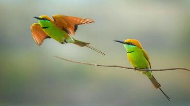 Green beeeater HD Wallpaper