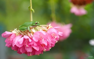 Green Frog on Pink Flower
