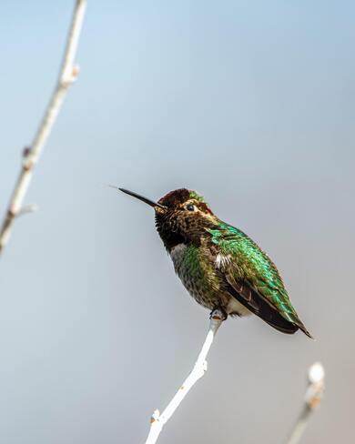 Green Humming Bird on Tree Branch