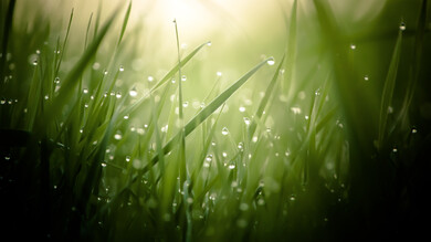 Green Leaf in Garden Macro Photography