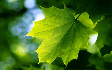 Green Leaf Wide Wallpaper