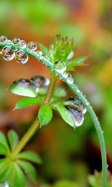 Green Leaves in Rainy Season