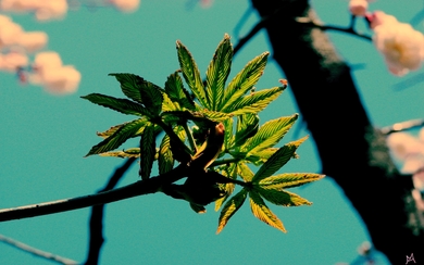 Green Leaves on Tree