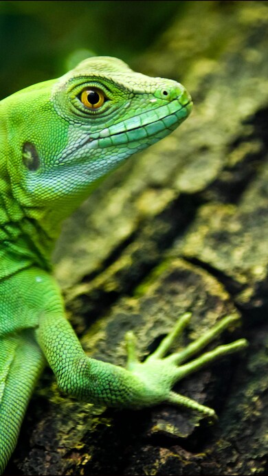 Green Lizard Closeup Yellow Eyes