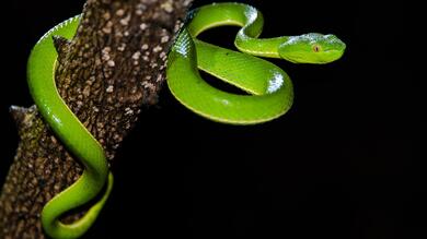 Green Mamba Snake 4K