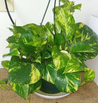 Green Money Plant at Home