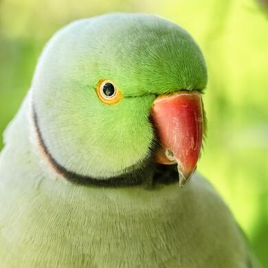 Green Paroot Close Up Photo