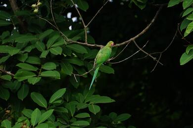 Green Paroot Sitting on Tree Branch