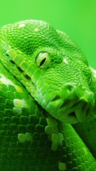Green Snake 4K Image