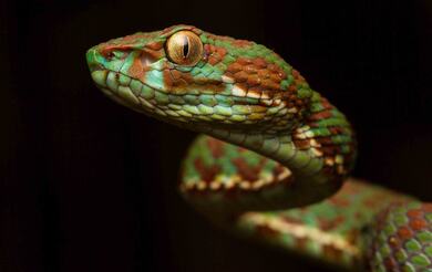 Green Snake Black Background