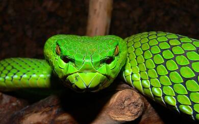 Green Snake Closeup Face