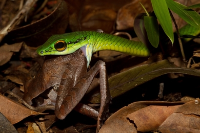 Green Snake Eating Frog