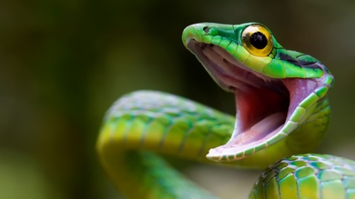 Green Snake HD Photo