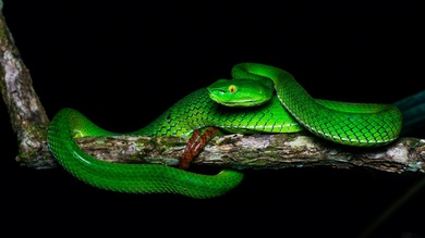 Green Snake on Tree Branch Wallpaper