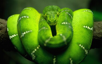 Green Snake on Tree Branch