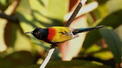 Green Tailed Sunbird Pic