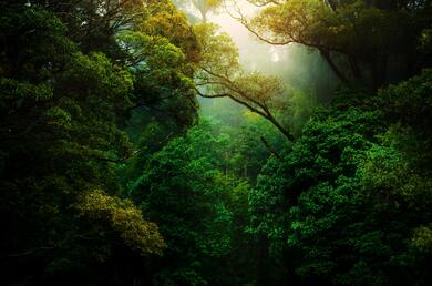 Green Trees in Jungle Nature Photo