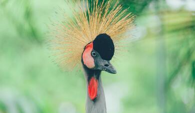 Grey Crowned Crane Close Up 4K Photo