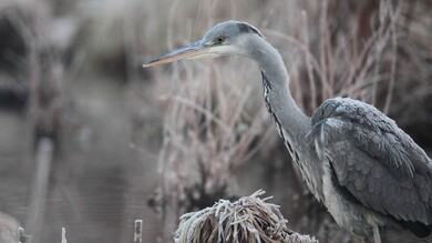 Grey Heron Bird HD Photo